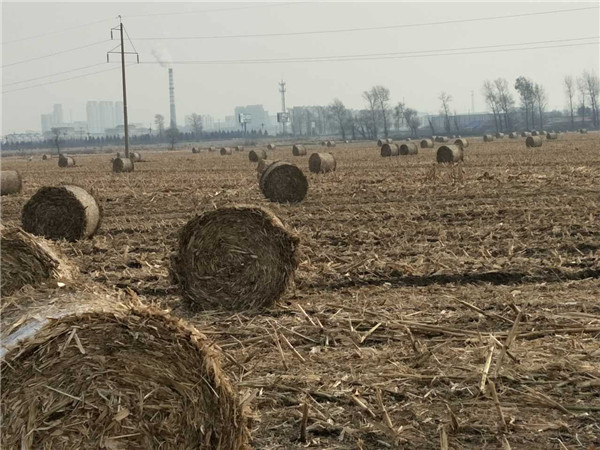 润源打捆机打捆的草捆摆放在田间，等待运输.jpg