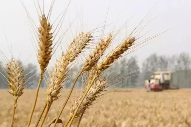 小麦要涨了？新小麦的开秤价或比去年高！1.jpg