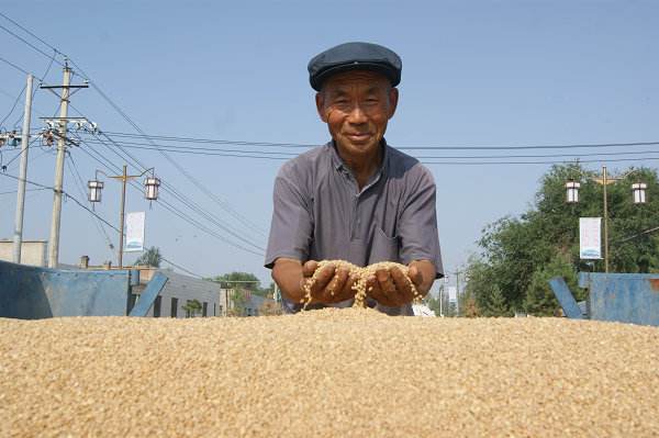 今年夏粮收购工作准备就绪 确保让农民卖舒心粮.jpg