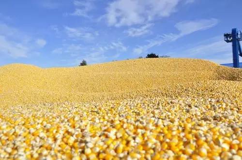 2017年玉米补贴将上调，农业扶持再度发力