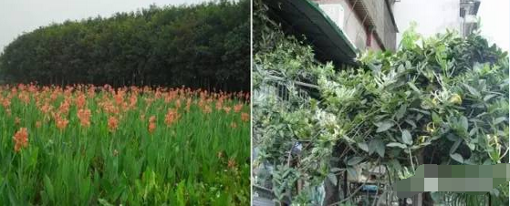 【文科论坛】重金属污染土壤的植物修复技术研究现状
