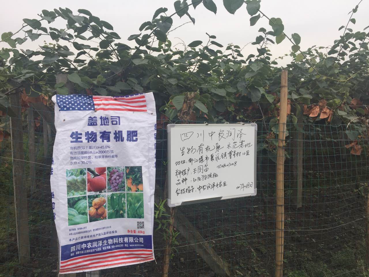 四川中农润泽出妙招，绝产猕猴桃园现生机
