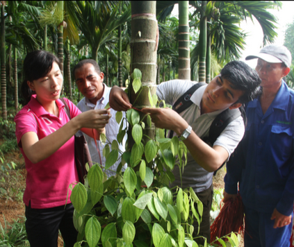 香饮所：胡椒种植新模式 改良土壤 助力增产