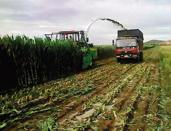 盲目跟风种植问题严重，种植玉米促进农民增收