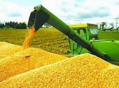 农业部发话了，非优势区玉米种植面积适当调减