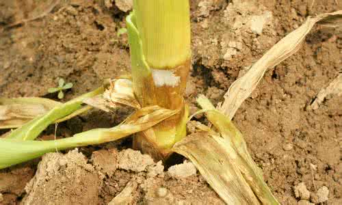 高温高湿天气玉米易生病，早期防治是关键