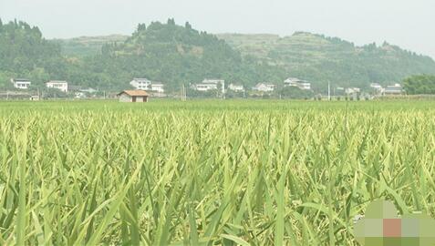 高温少雨“暴击”重庆 土壤也快遭不住了