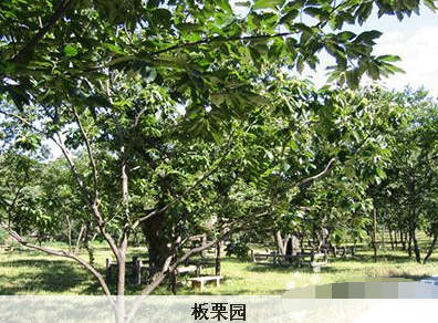 板栗园夏季怎么改良土壤？