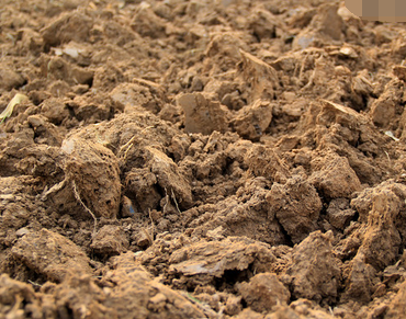 改善土壤同时实现增收致富 中药材种植成松阳林农"新宠"