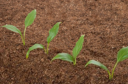 有机肥料对土壤和作物的作用