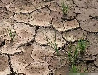 8月中旬，江苏省农垦集团下属的淮安大华生物科技有限公司总经理周明有点疑惑：不少苏南人带着车子到苏北收
