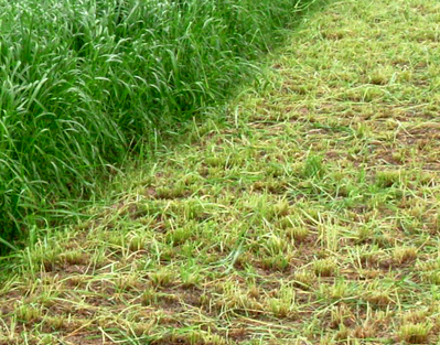 山东诸城市局（分公司）推广种植黑麦草改良土壤