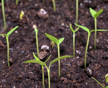土壤肥力降低的原因及培肥措施