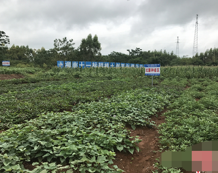 广西：耕作层土壤剥离与利用让“荒漠”变“农田”