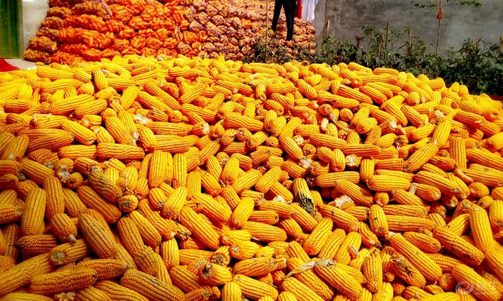 高价玉米按个卖，农户靠它年入十余万？