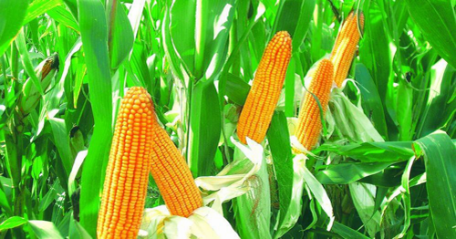 高价玉米按个卖，农户靠它年入十余万？