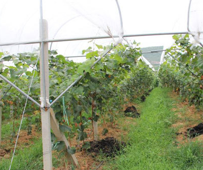 宾川绿色发展从土壤人手 生态循环促农业发展