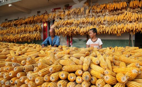这一政策让玉米大翻身，家里种玉米的有福了