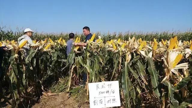 玉米采用高密度加割苗技术有望突破当地最高产量！