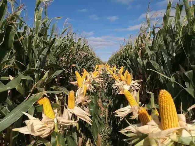 玉米采用高密度加割苗技术有望突破当地最高产量！