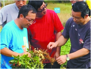 利用作物的本能治土？这个"中医"治土法验证成效显著