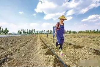 土传病虫害危害大，土壤消毒怎样更有效