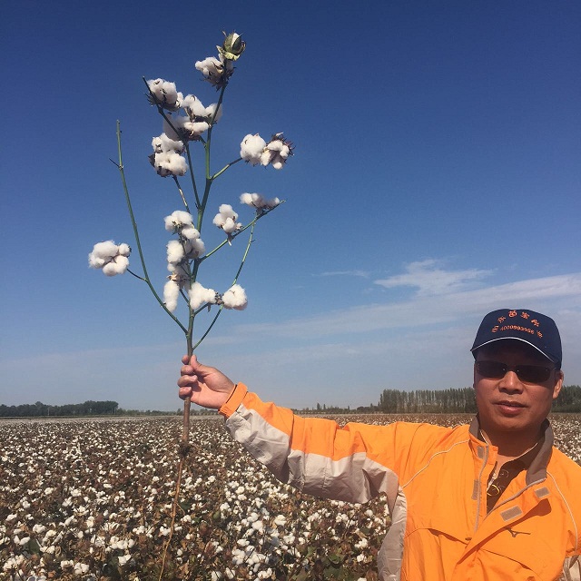 国家农业科技园3500亩盐碱地棉花减少化肥使用20%，收获增产20%