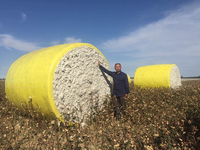 国家农业科技园3500亩盐碱地棉花减少化肥使用20%，收获增产20%