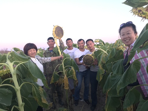 不用因为列当问题放弃种植向日葵了！