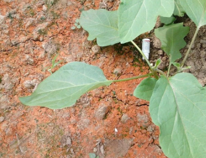 土壤都病入膏肓了 你还不重视？