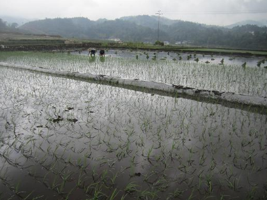 水稻“花而不实” 土壤需要调理
