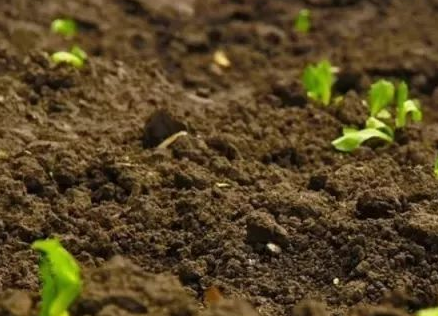 有机肥对土壤的5大作用?