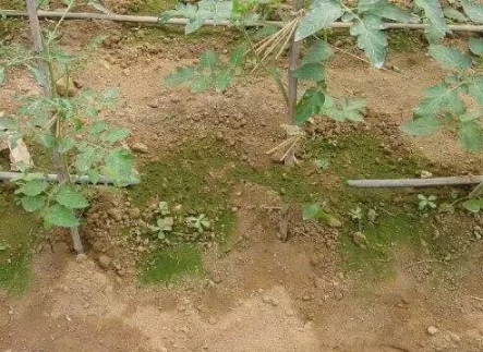 土壤出了问题，肥料用再多也别想增产！