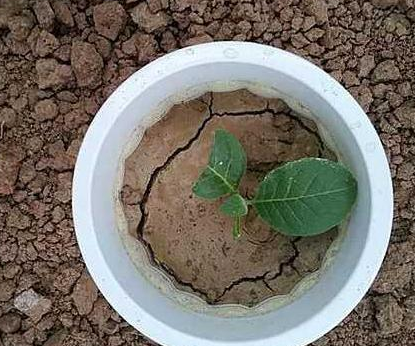土壤结块怎么办？怎么能让植物长得更好？