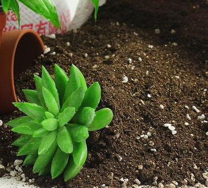 土壤结块怎么办？怎么能让植物长得更好？