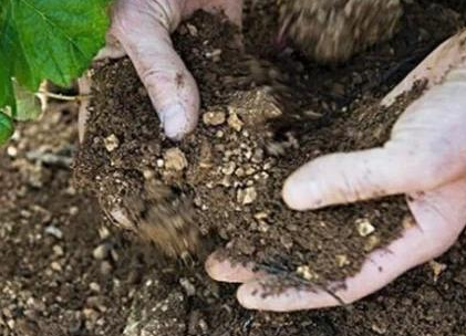 土专家：种什么葡萄看土壤！4个方法快速分辨葡萄的土壤性质！