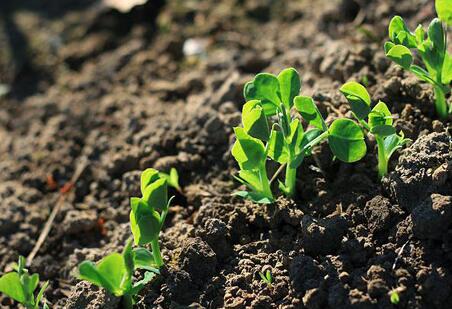 认识微生物的力量 关注土壤健康发展