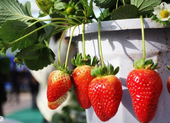 适合草莓生长的水分、温度、土壤酸碱度、肥料标准