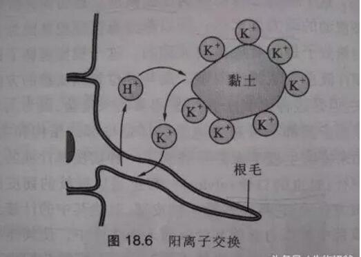 高中生物:土壤中常常缺氮的原因