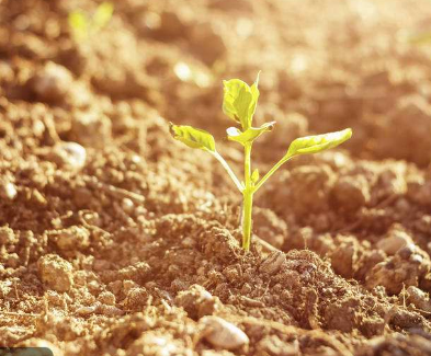 海南首次给土壤环境做“体检” 确保农产品安全