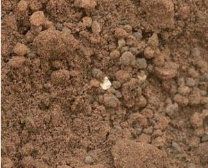 土壤病害常见的六种你知道吗？