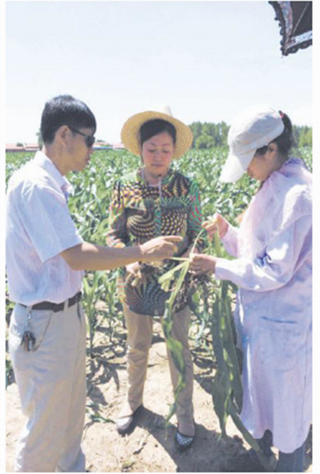 金大姐的微生物肥料种植农作物探寻之路！