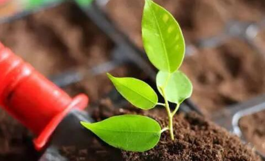 造成大棚土壤酸化的原因？蔬菜地使用土壤调理剂需注意什么？