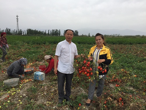 成都华宏生态携手巴州农科院防治番茄列当获成效