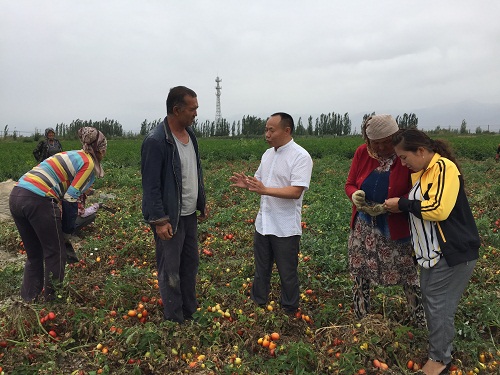 成都华宏生态携手巴州农科院防治番茄列当获成效