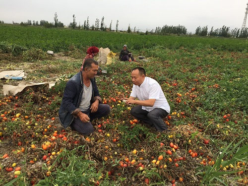 成都华宏生态携手巴州农科院防治番茄列当获成效