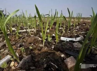 如何治好“生病”的土壤，让粮食增产增收