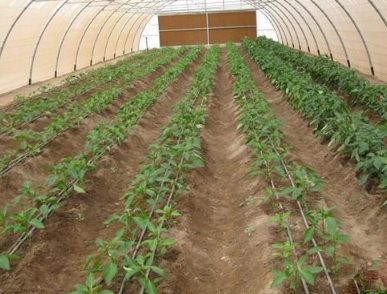 新建蔬菜保护地的土壤改良