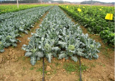 新建蔬菜保护地的土壤改良