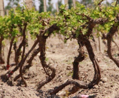 葡萄树如何养护根系？改良土壤、减少伤口等
